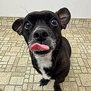 Hilo joined the competition — help win amazing prizes! animal, black_dog, canine, close_up, curious, cute, dog, domestic_animal, ears, floor_tiles, friendly, fur, indoor, looking_up, mammal, nose, pet, playful, tongue_out, whiskers