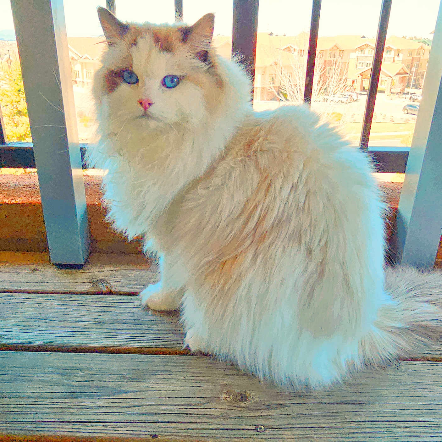Zia is registered to the contest to win money with this photo: angora, animal, architecture, balcony, building, car, cat, deck, hardwood, house, housing, kitten, manx, pet, plywood, porch, siamese, transportation, vehicle, wood