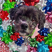 Lacy joined the competition — help win amazing prizes! dog, pet, face, gift_bows, colorful, holiday, festive, close_up, cute, fluffy, black_dog, decor, celebration, shiny, background, animal, christmas, playful, adorable, looking_up