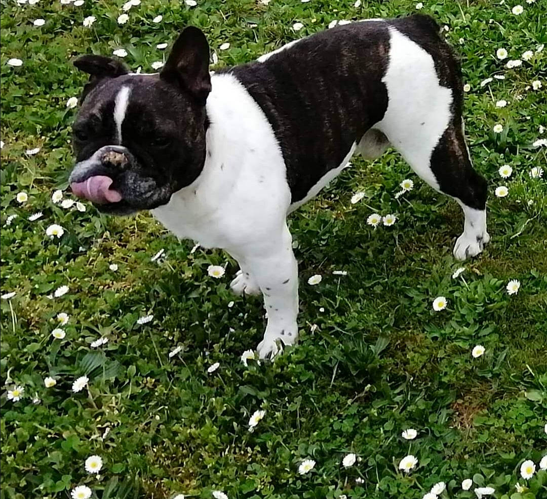 Douky participe au concours pour gagner de l'argent avec cette photo : american_bulldog, american_staffordshire_terrier, australian_bulldog, boston_terrier, canidae, carnivore, companion_dog, dog, dog_breed, french_bulldog, grass, mammal, non_sporting_group, plant, rare_breed_dog, snout, sporting_group, tail, toy_bulldog, vertebrate