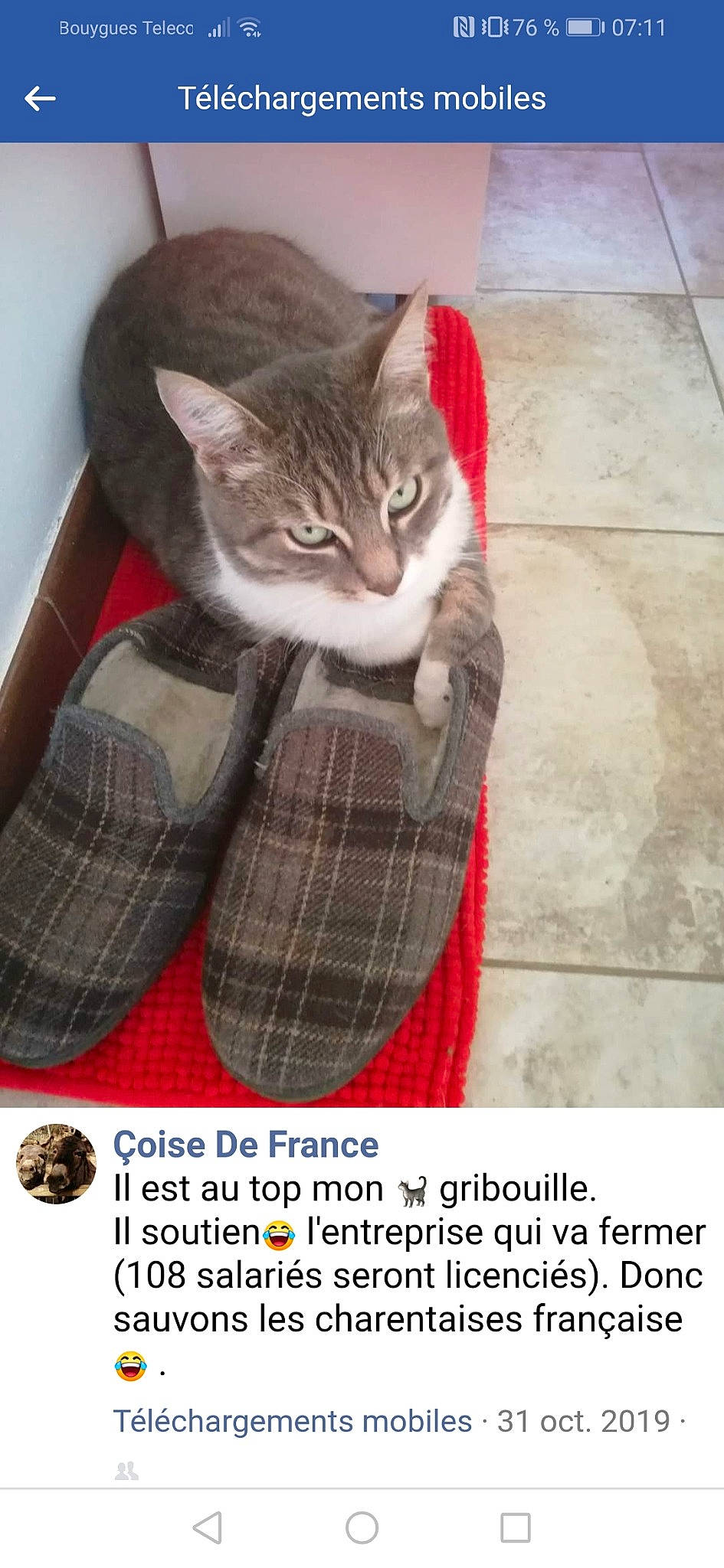 Gribouille a rejoint le concours — aidez-le/la à gagner de superbes lots ! asian, carnivore, cat, domestic_short_haired_cat, european_shorthair, felidae, footwear, kitten, pattern, photo_caption, shoe, small_to_medium_sized_cats, tabby_cat, whiskers