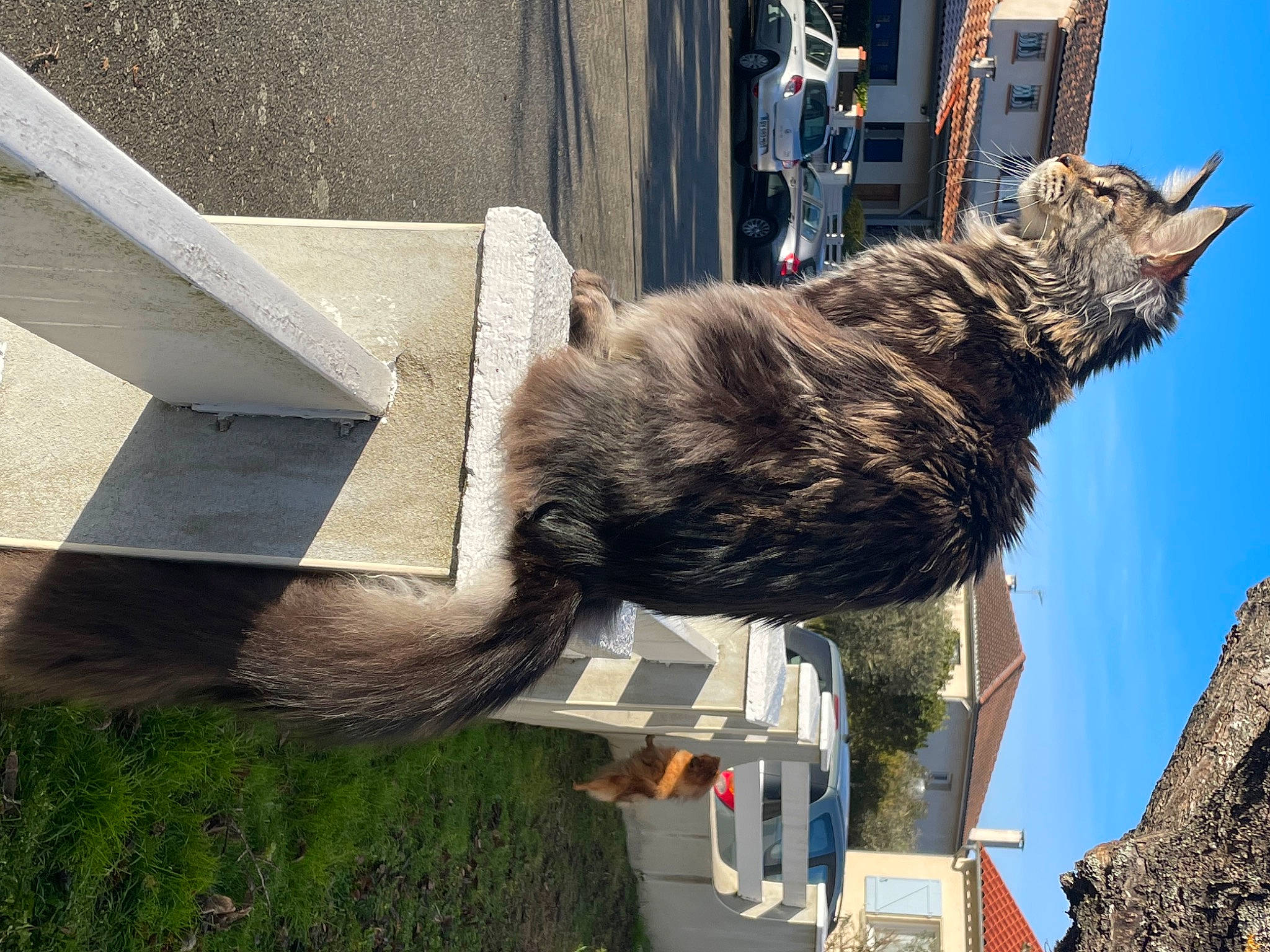 Scarface a rejoint le concours — aidez-le/la à gagner de superbes lots ! building, carnivore, cat, city, domestic_short_haired_cat, felidae, fur, plant, sky, small_to_medium_sized_cats, tail, tree, trunk, whiskers, wood