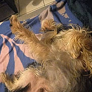 Ulysse participe au concours pour gagner de l'argent avec cette photo : adult, affenpinscher, animal, bed, bedroom, blanket, canine, cockerspaniel, couch, dog, furniture, indoors, male, man, person, pet, puppy, room, sleeping, terrier