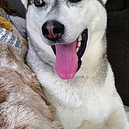 Phoenix is registered to the contest to win money with this photo: animal, blanket, brown_eyes, canine, closeup, companion, cozy, cute, dog, ears, friendly, fur, husky, indoor, mammal, pet, portrait, resting, smiling, tongue_out