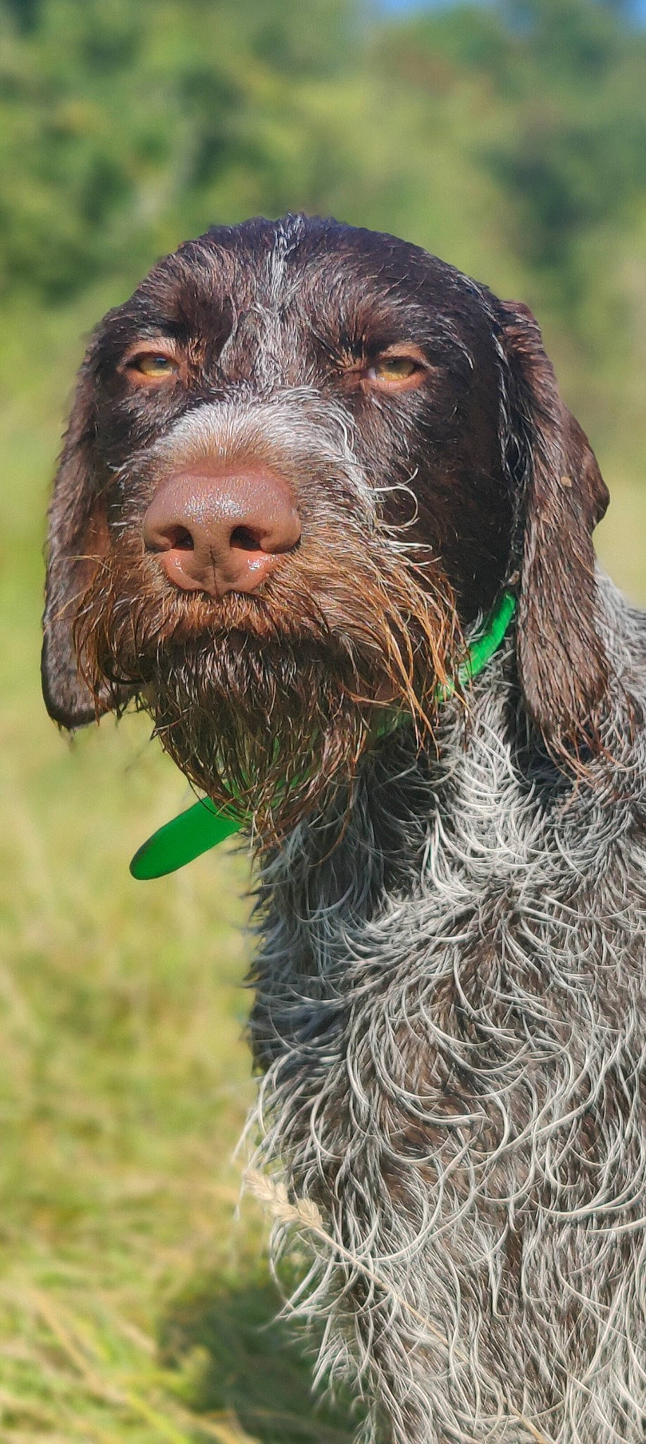 Rosco participe au concours pour gagner de l'argent avec cette photo : canidae, carnivore, collar, companion_dog, dog, dog_breed, dog_collar, fur, grass, gun_dog, hunting_dog, liver, retriever, snout, spaniel, sporting_group, terrestrial_animal, water_dog, wildlife, working_animal