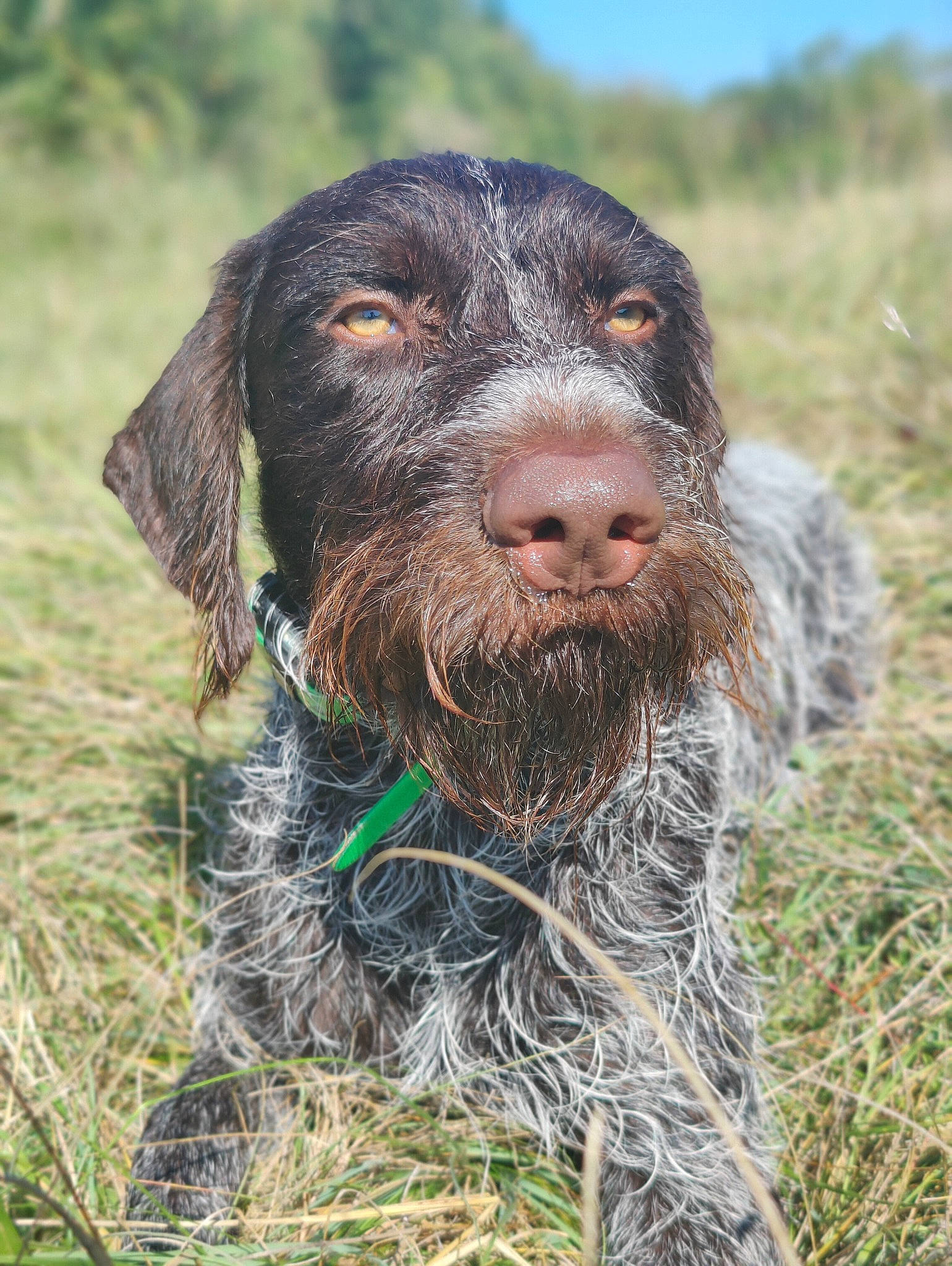Rosco a rejoint le concours — aidez-le/la à gagner de superbes lots ! canidae, carnivore, companion_dog, dog, dog_breed, dog_collar, fur, grass, gun_dog, liver, pointing_breed, retriever, snout, soil, spaniel, sporting_group, terrestrial_animal, water_dog, wildlife, working_animal