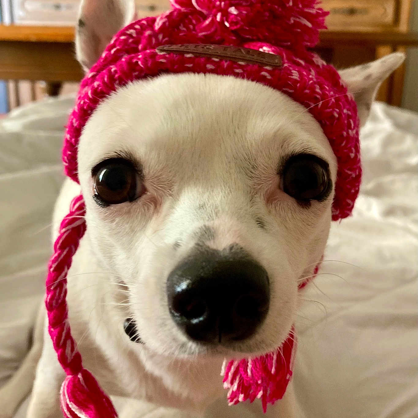 Joy a rejoint le concours — aidez-le/la à gagner de superbes lots ! accessories, animal, canine, cap, clothing, cushion, dog, face, furniture, hat, head, homedecor, indoors, person, pet, photography, portrait, puppy, purple, whitedog