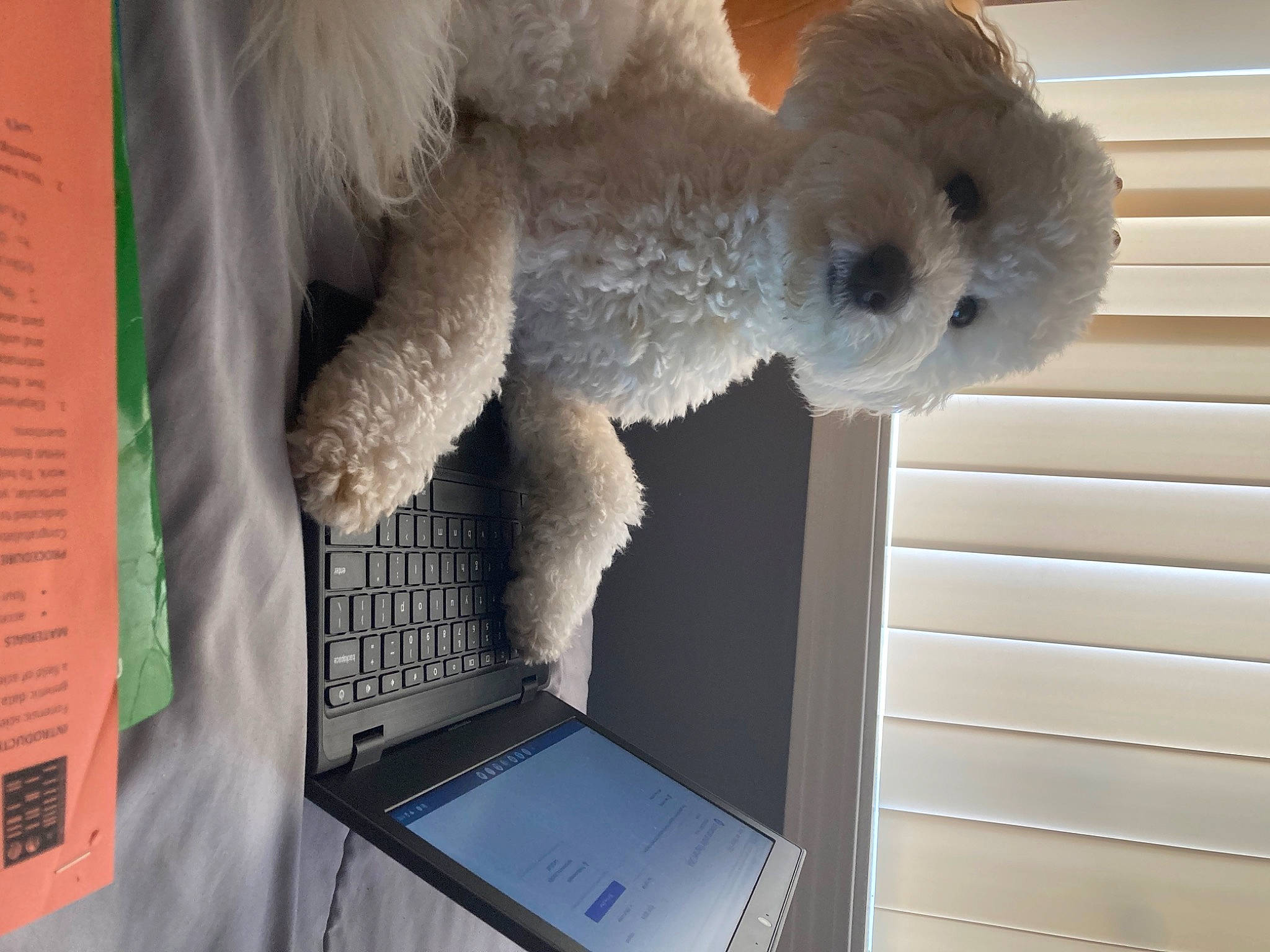 Pepe joined the competition — help win amazing prizes! carnivore, companion_dog, computer, display_device, dog, dog_breed, fur, gadget, laptop, netbook, personal_computer, plush, poodle, room, shelf, stuffed_toy, teddy_bear, toy, toy_dog, wood