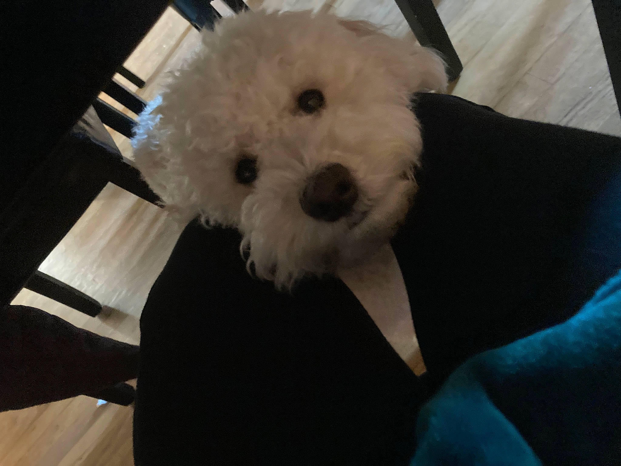 Pepe is registered to the contest to win money with this photo: bichon, blue, canidae, carnivore, companion_dog, dog, dog_breed, fur, labradoodle, poodle, poodle_crossbreed, puppy_love, small_terrier, snout, sporting_group, stuffed_toy, sunglasses, terrier, toy_dog, working_animal