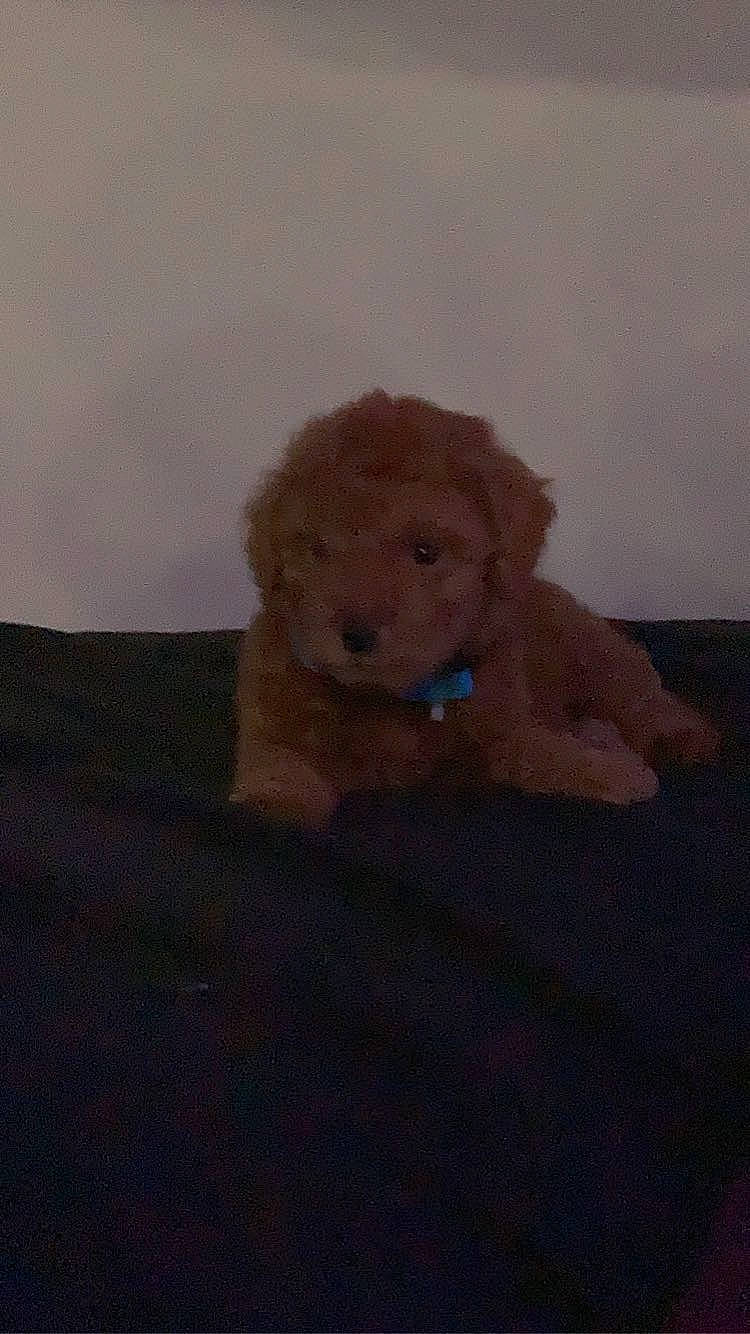 Pepe joined the competition — help win amazing prizes! brown, canidae, carnivore, companion_dog, dog, dog_breed, fawn, fur, labradoodle, liver, pet_supply, poodle, snout, sporting_group, terrier, toy, toy_dog, water_dog, wood, working_animal