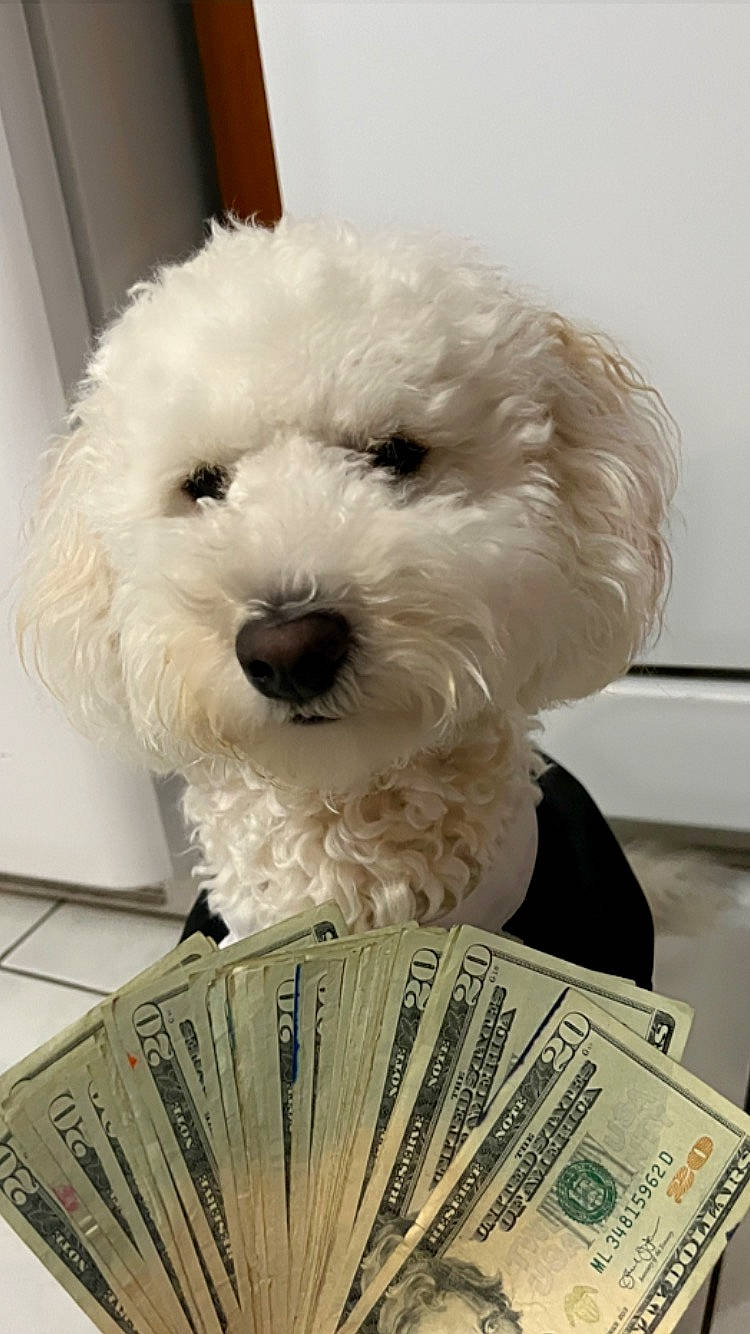 Pepe joined the competition — help win amazing prizes! banknote, canidae, carnivore, cash, companion_dog, currency, dog, dog_breed, dollar, labradoodle, money, money_handling, poodle, saving, shih_poo, snout, sporting_group, terrier, toy_dog, water_dog