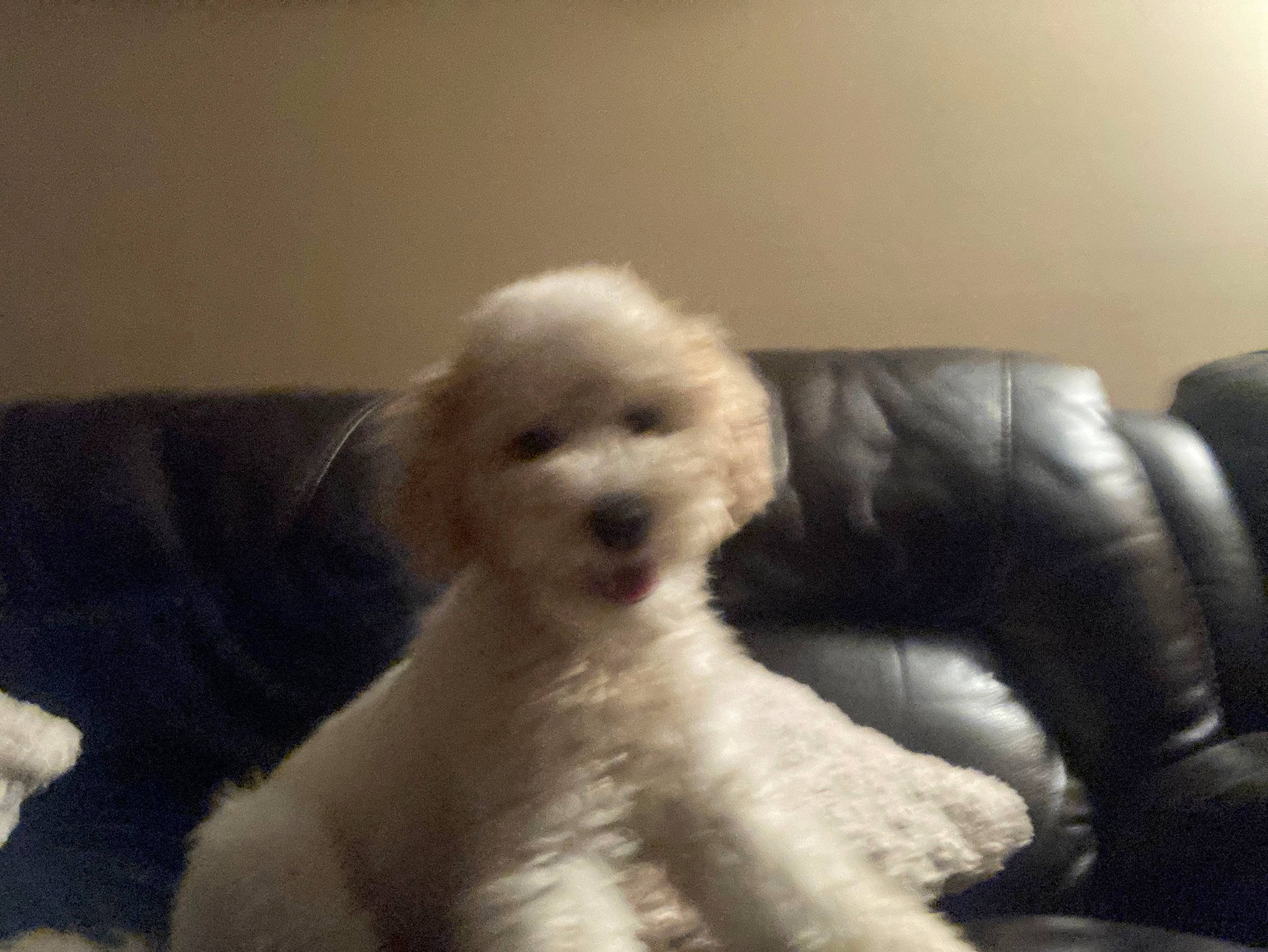 Pepe joined the competition — help win amazing prizes! bichon, canidae, carnivore, comfort, companion_dog, couch, dog, dog_breed, fur, non_sporting_group, poodle, sitting, sporting_group, tail, terrier, toy, toy_dog, working_animal