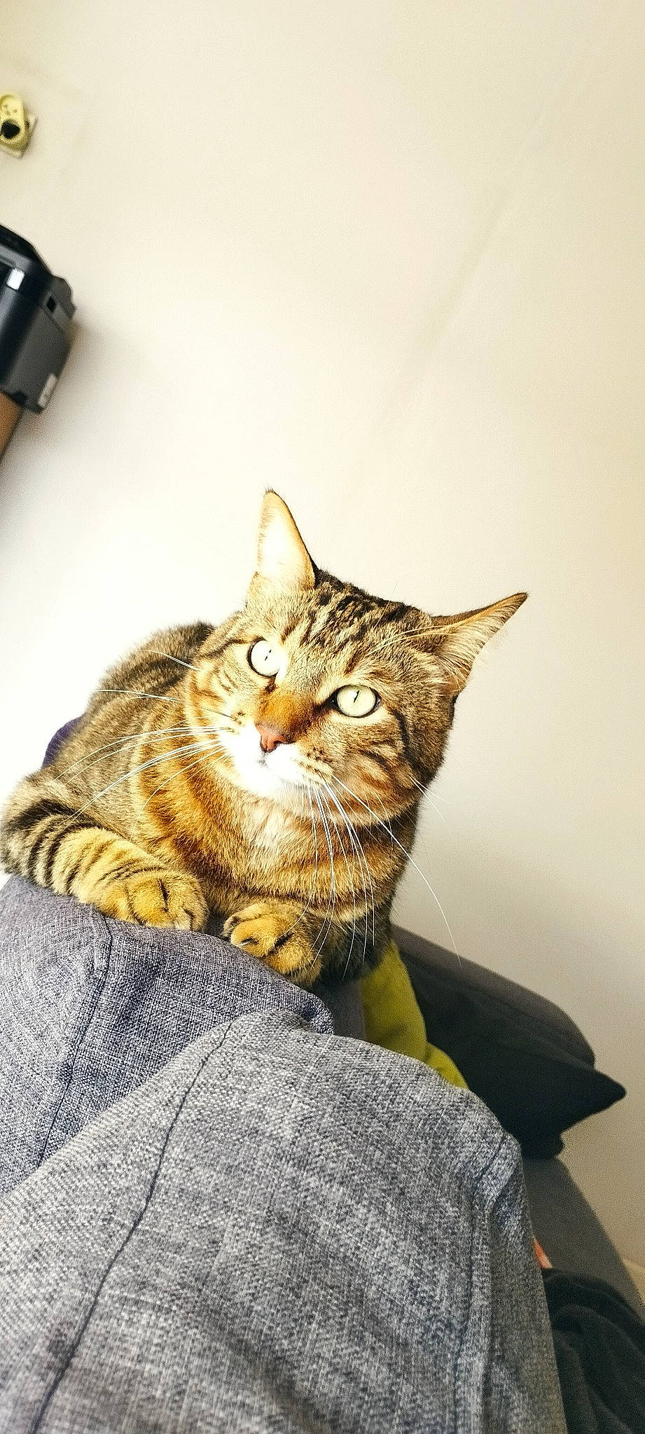 Robin a rejoint le concours — aidez-le/la à gagner de superbes lots ! art, carnivore, cat, claw, comfort, domestic_short_haired_cat, fawn, felidae, fur, grey, paw, sitting, small_to_medium_sized_cats, snout, tail, terrestrial_animal, tree, whiskers, wildlife, wood