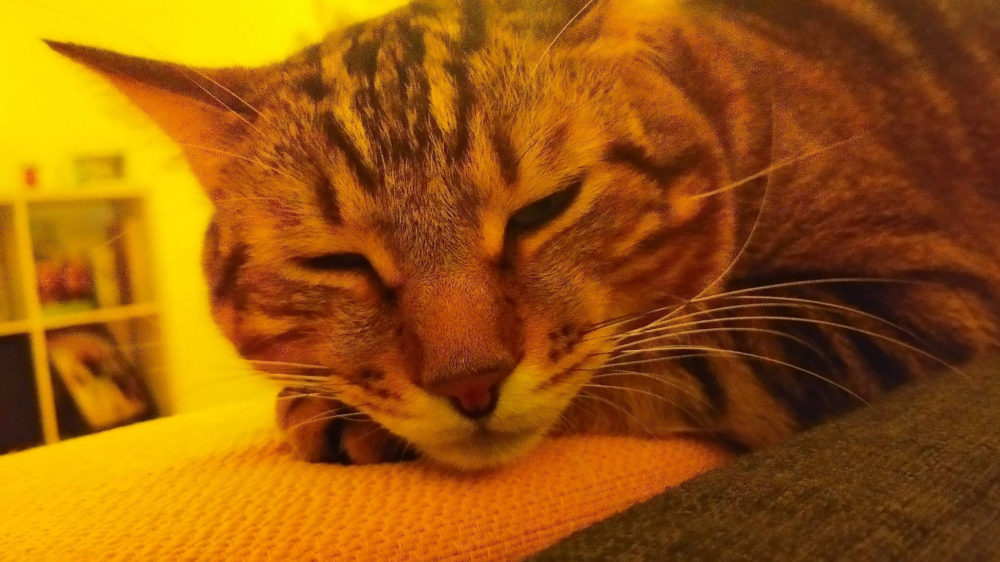 Robin participe au concours pour gagner de l'argent avec cette photo : carnivore, cat, claw, comfort, domestic_short_haired_cat, ear, fawn, felidae, fur, nap, paw, small_to_medium_sized_cats, snout, tail, terrestrial_animal, whiskers, wildlife, wood