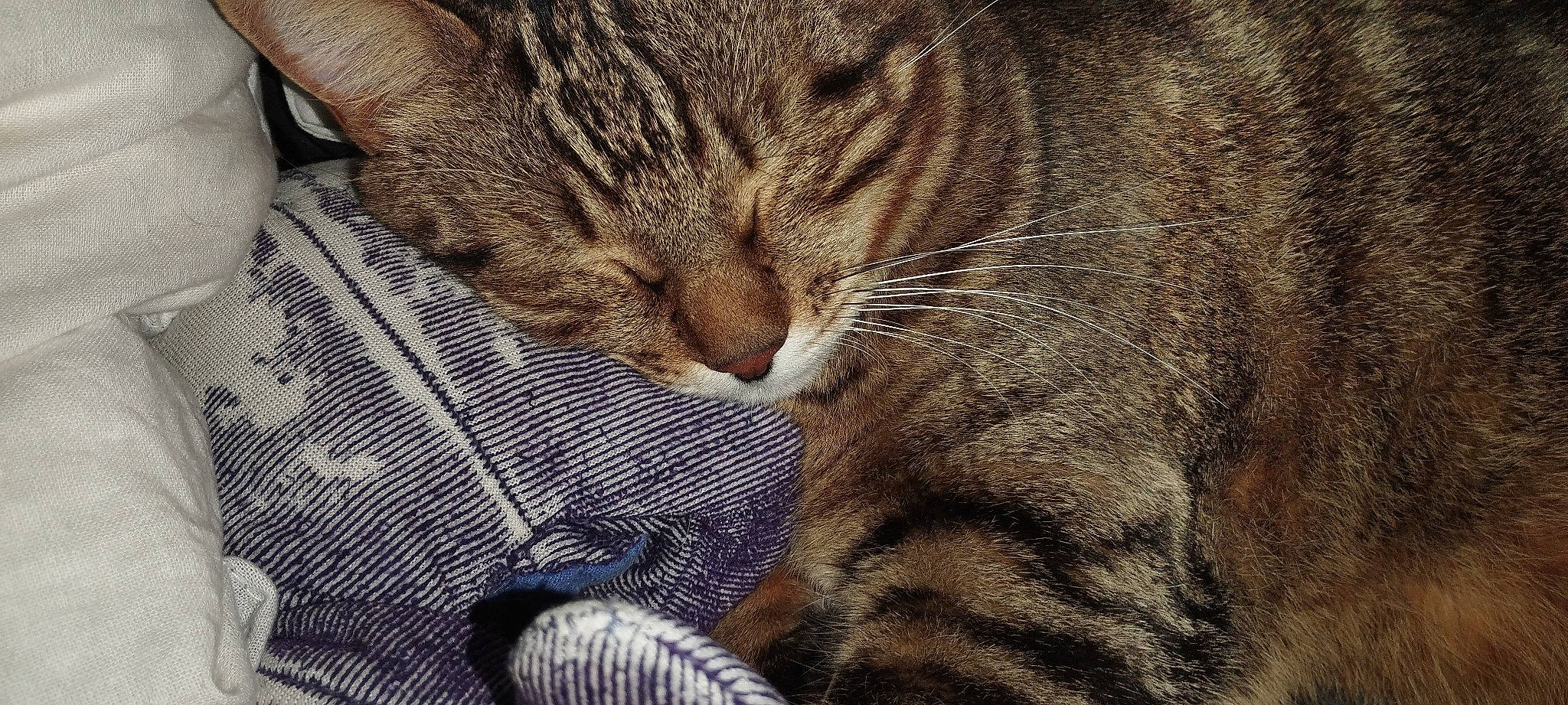 Robin participe au concours pour gagner de l'argent avec cette photo : carnivore, cat, claw, comfort, domestic_short_haired_cat, ear, fawn, felidae, fur, head, nap, paw, sitting, sleep, small_to_medium_sized_cats, snout, tail, terrestrial_animal, whiskers, wildlife