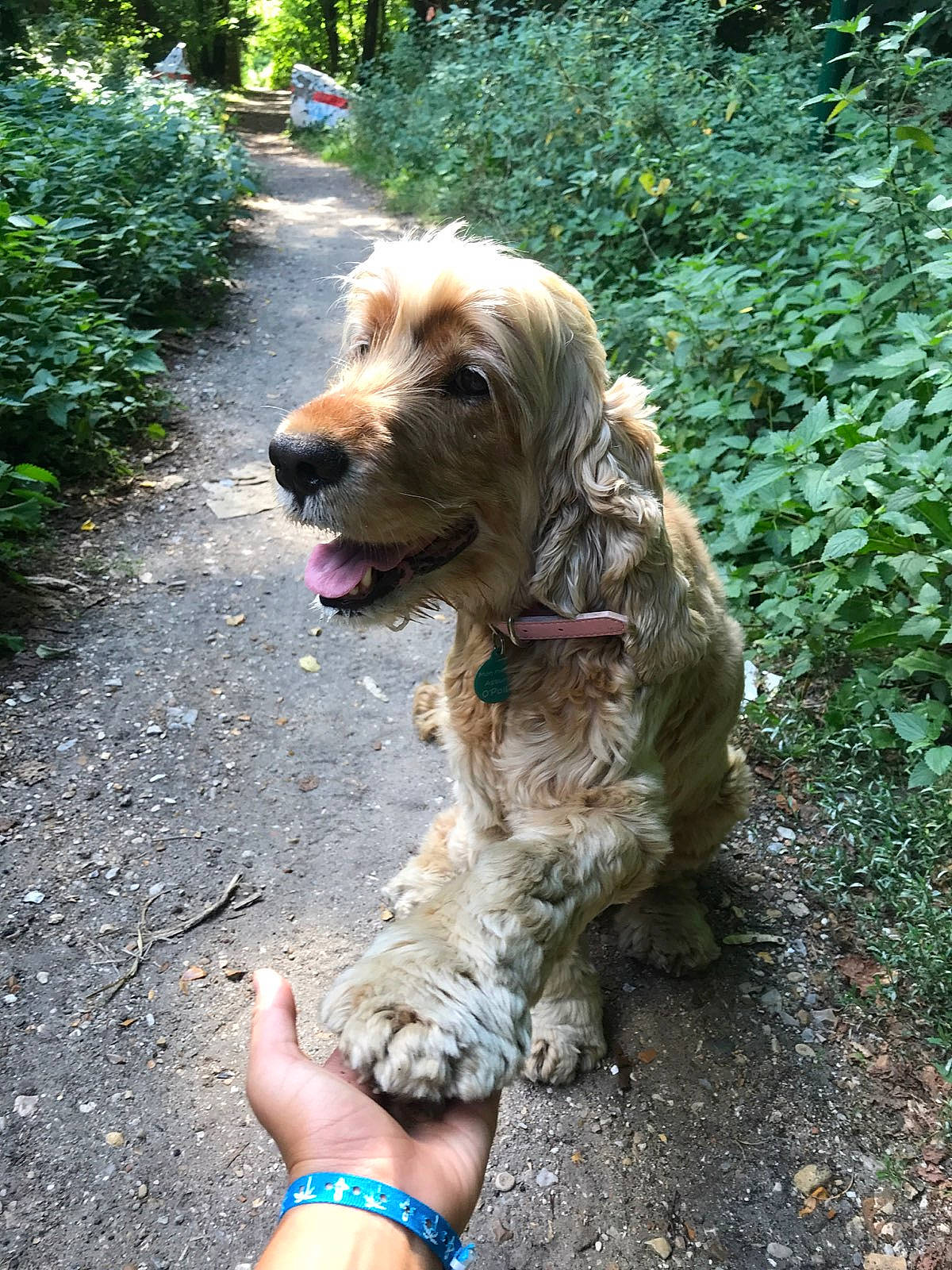 Jade a rejoint le concours — aidez-le/la à gagner de superbes lots ! american_cocker_spaniel, basset_fauve_de_bretagne, canidae, carnivore, cocker_spaniel, companion_dog, dog, dog_breed, english_cocker_spaniel, fawn, german_spaniel, mammal, spaniel, spinone_italiano, sporting_group, sussex_spaniel, vertebrate