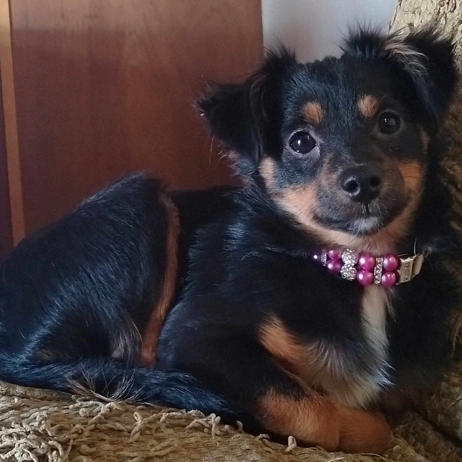 Sadie joined the competition — help win amazing prizes! accessories, animal, ball, canine, chihuahua, cockerspaniel, collar, couch, dog, furniture, hound, jewelry, necklace, papillon, pet, puppy, purple, sport, tennis, terrier
