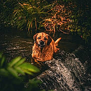 Tyron a rejoint le concours — aidez-le/la à gagner de superbes lots ! adventure, animal, brown_fur, dog, dramatic_lighting, forest, front_facing, golden_retriever, greenery, nature, outdoors, pet, portrait, standing, stream, water, waterfall, wet_dog, wet_fur, wilderness