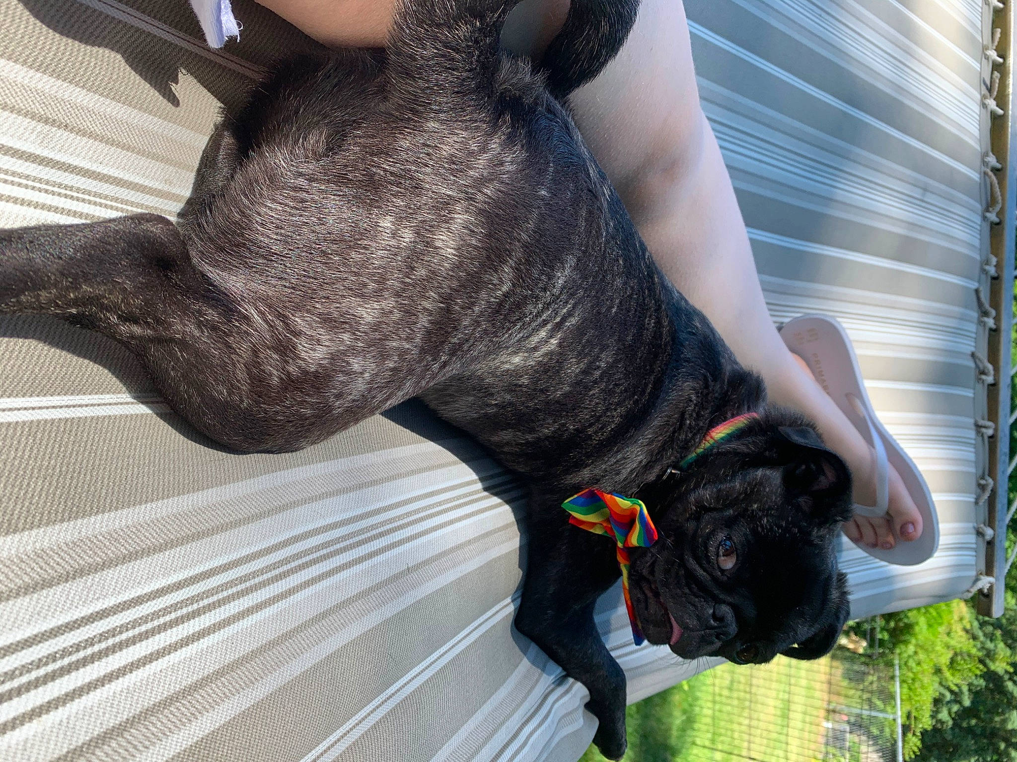 Tucker is registered to the contest to win money with this photo: bandog, cane_corso, canidae, carnivore, collar, companion_dog, dog, dog_breed, dog_collar, fawn, french_bulldog, great_dane, guard_dog, non_sporting_group, snout, sporting_group, tail