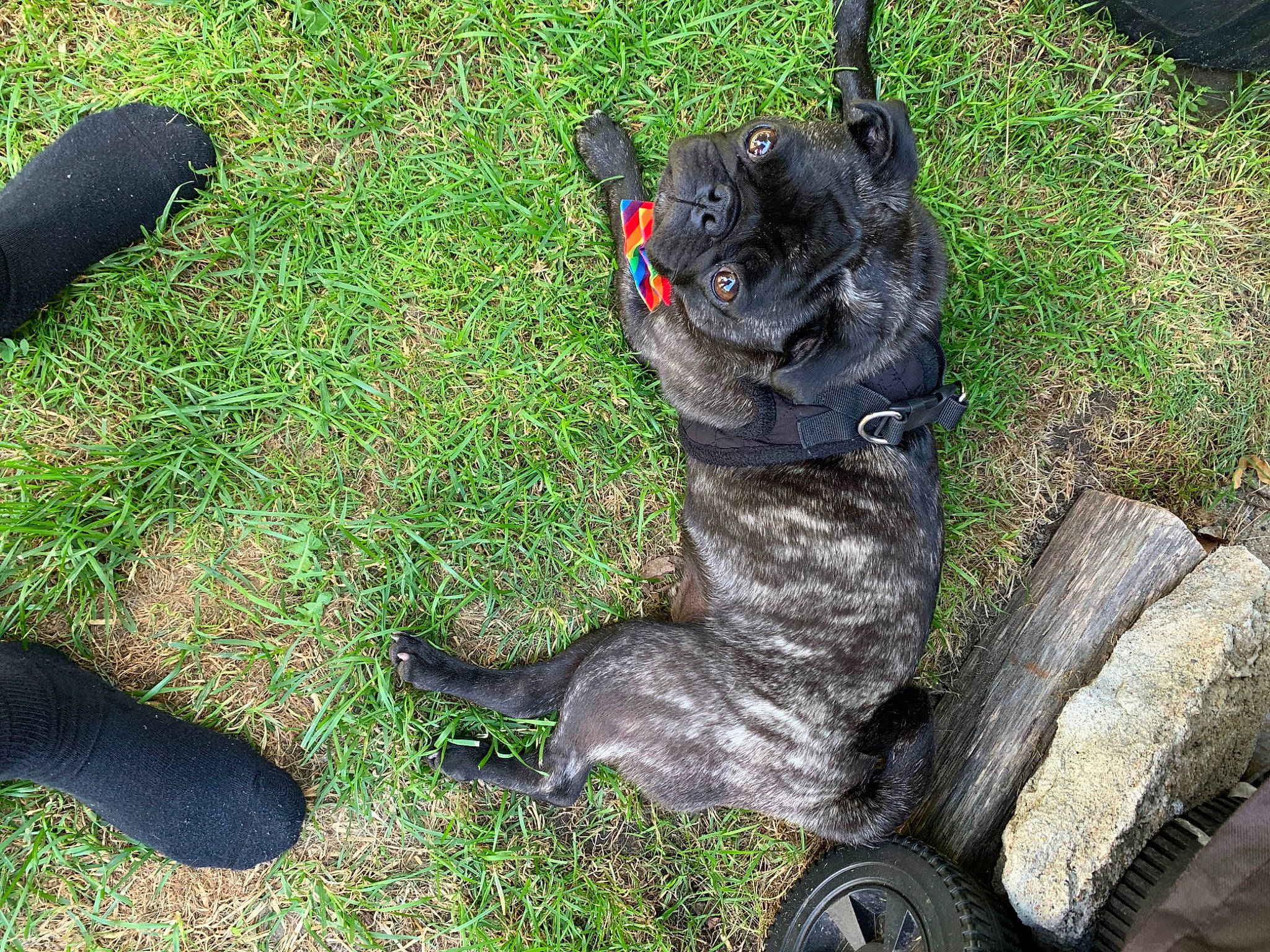 Tucker joined the competition — help win amazing prizes! canidae, carnivore, companion_dog, dog, dog_breed, guard_dog, sporting_group, vehicle