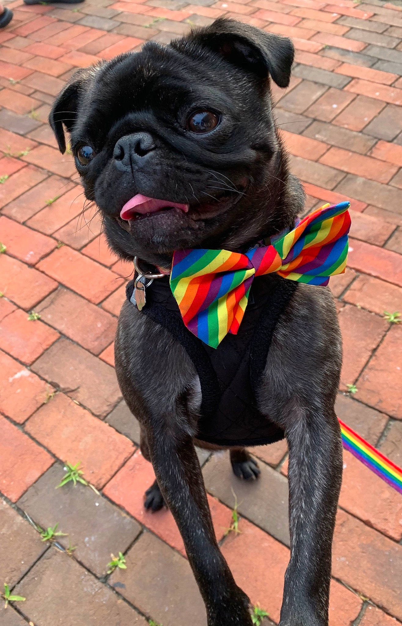 Tucker is registered to the contest to win money with this photo: canidae, carnivore, collar, companion_dog, dog, dog_breed, dog_collar, fawn, leash, pug, rare_breed_dog, snout, sporting_group, toy_dog