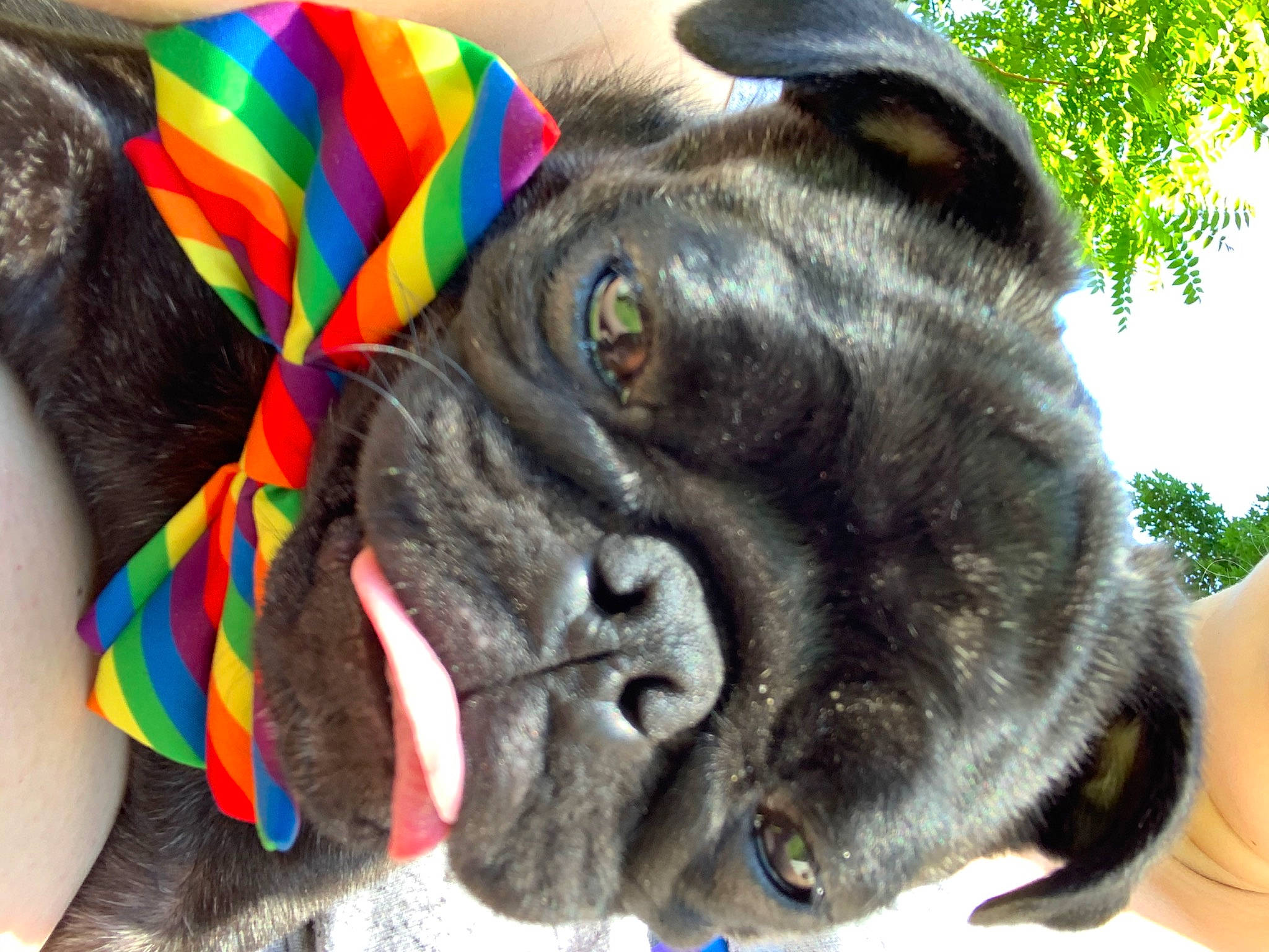 Tucker is registered to the contest to win money with this photo: canidae, carnivore, collar, companion_dog, dog, dog_breed, dog_collar, fawn, french_bulldog, mammal, non_sporting_group, pug, snout, sporting_group, whiskers, wrinkle