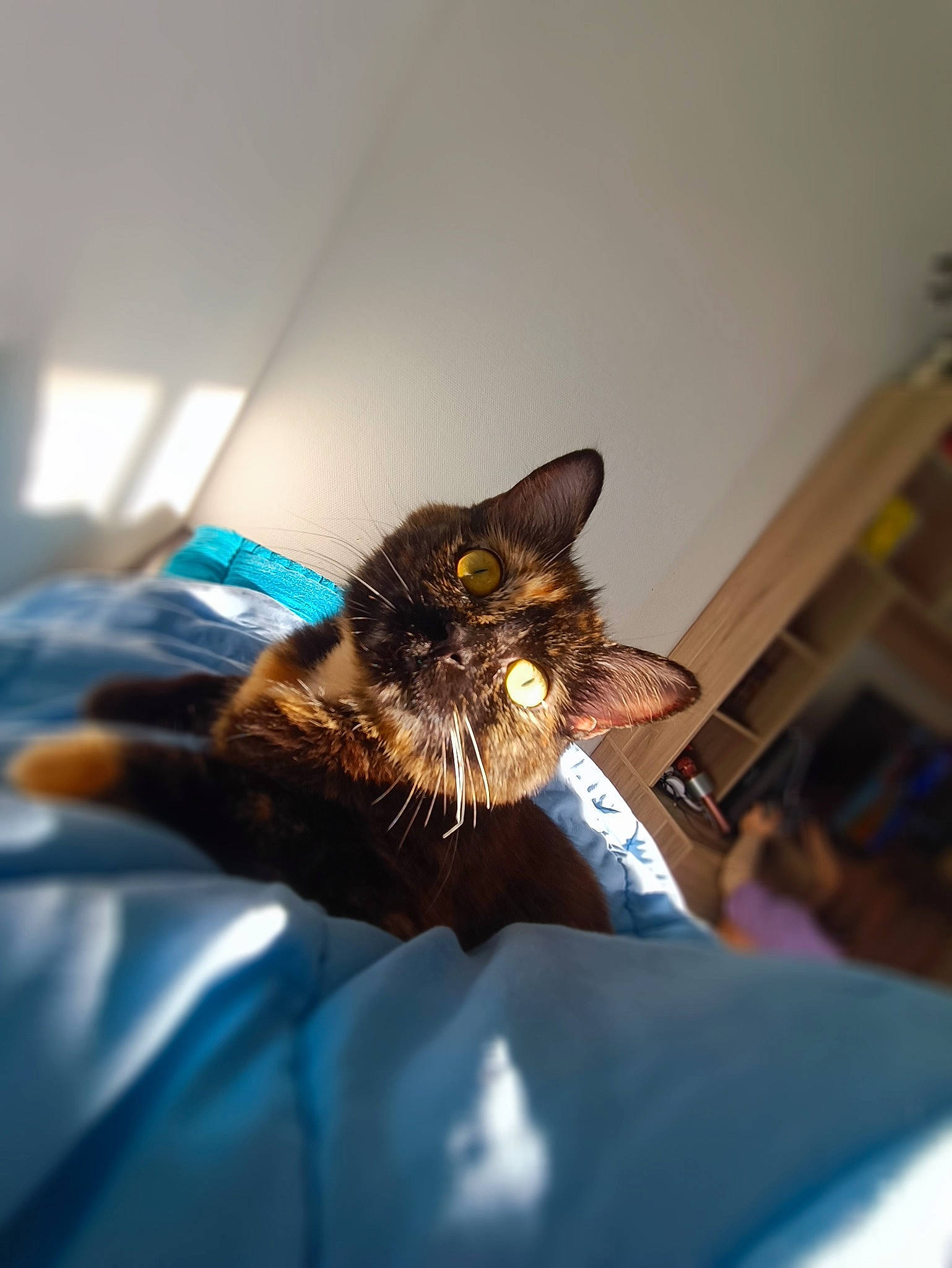 Prunelle participe au concours pour gagner de l'argent avec cette photo : bed, carnivore, cat, claw, comfort, domestic_short_haired_cat, ear, facial_hair, felidae, fur, gesture, linens, room, small_to_medium_sized_cats, whiskers