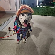 Thunder is registered to the contest to win money with this photo: dog, husky, costume, wig, leash, toy, night, outdoor, concrete, grass, house, smiling, pet, animal, playful, blue_eyes, happy, fun, cute, dress_up