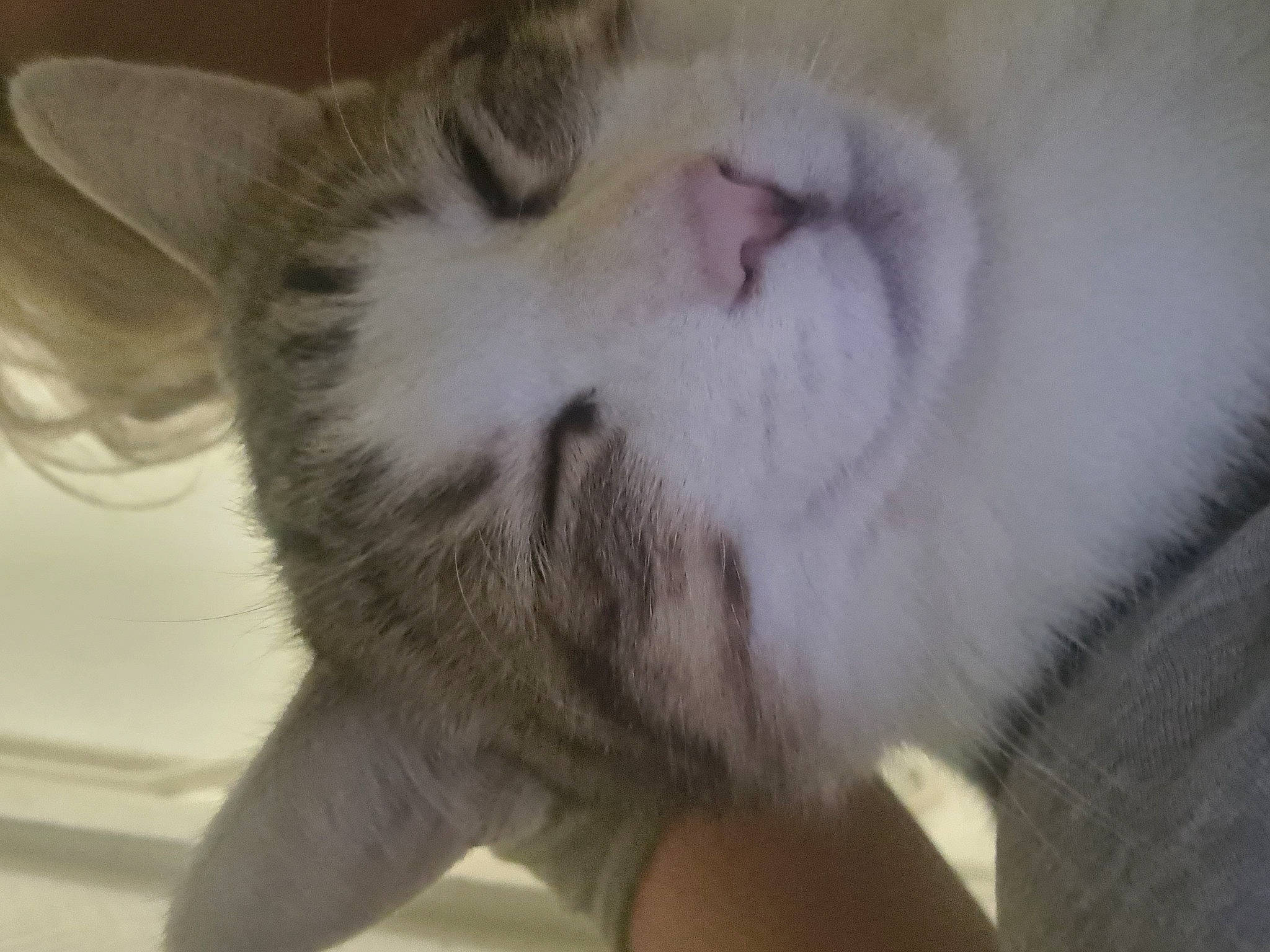 Simba participe au concours pour gagner de l'argent avec cette photo : carnivore, cat, claw, domestic_short_haired_cat, ear, fawn, felidae, fur, paw, small_to_medium_sized_cats, snout, tail, whiskers