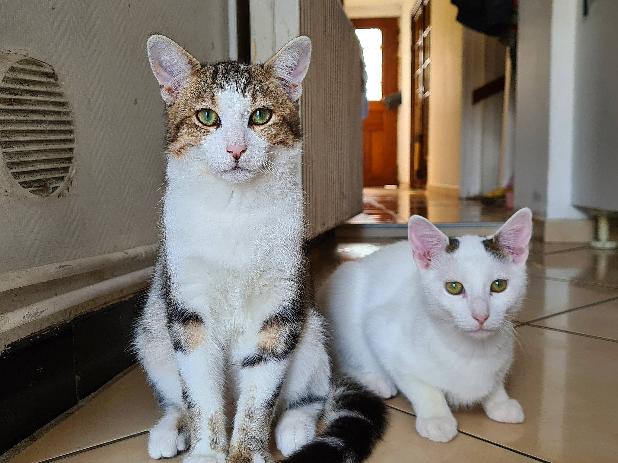 Simba a rejoint le concours — aidez-le/la à gagner de superbes lots ! carnivore, cat, domestic_short_haired_cat, door, felidae, fur, paw, pet_supply, sitting, small_to_medium_sized_cats, snout, tail, whiskers, window