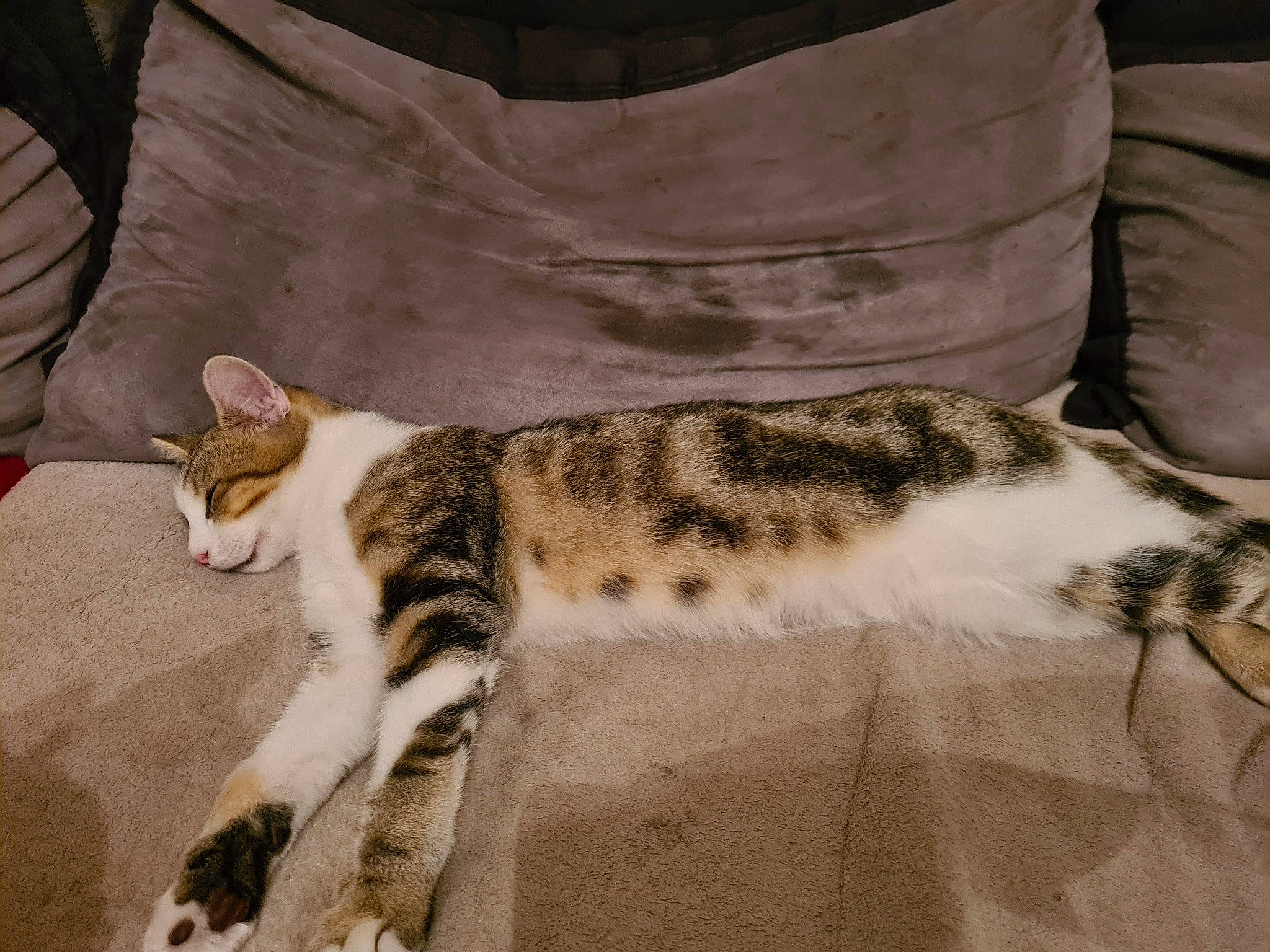 Simba a rejoint le concours — aidez-le/la à gagner de superbes lots ! carnivore, cat, cat_supply, claw, comfort, couch, domestic_short_haired_cat, felidae, fur, linens, nap, paw, room, sleep, small_to_medium_sized_cats, snout, tail, terrestrial_animal, whiskers, wildlife