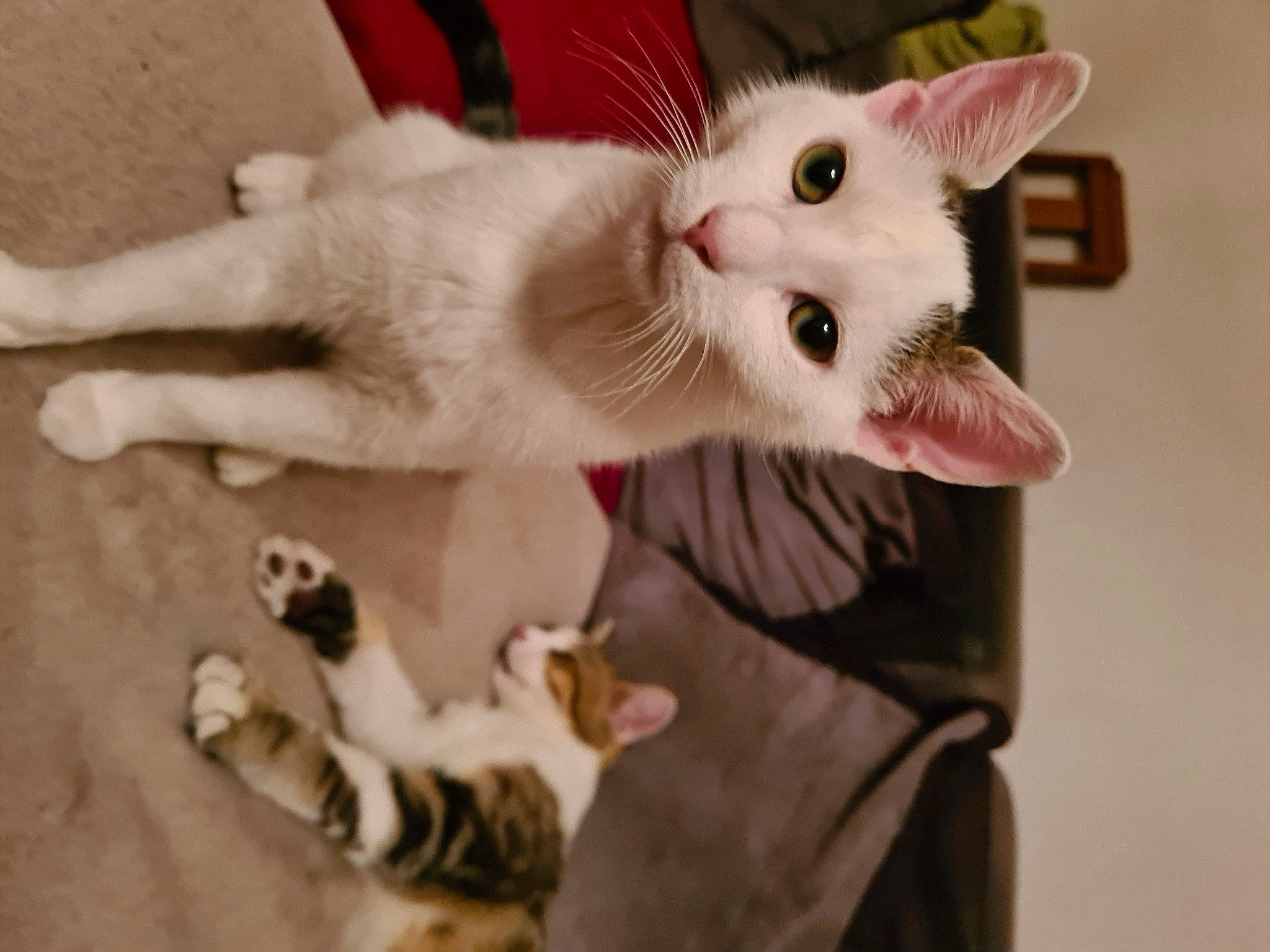 Sandy participe au concours pour gagner de l'argent avec cette photo : carnivore, cat, claw, collar, domestic_short_haired_cat, ear, fang, fawn, felidae, fur, gesture, nail, paw, small_to_medium_sized_cats, snout, tail, whiskers