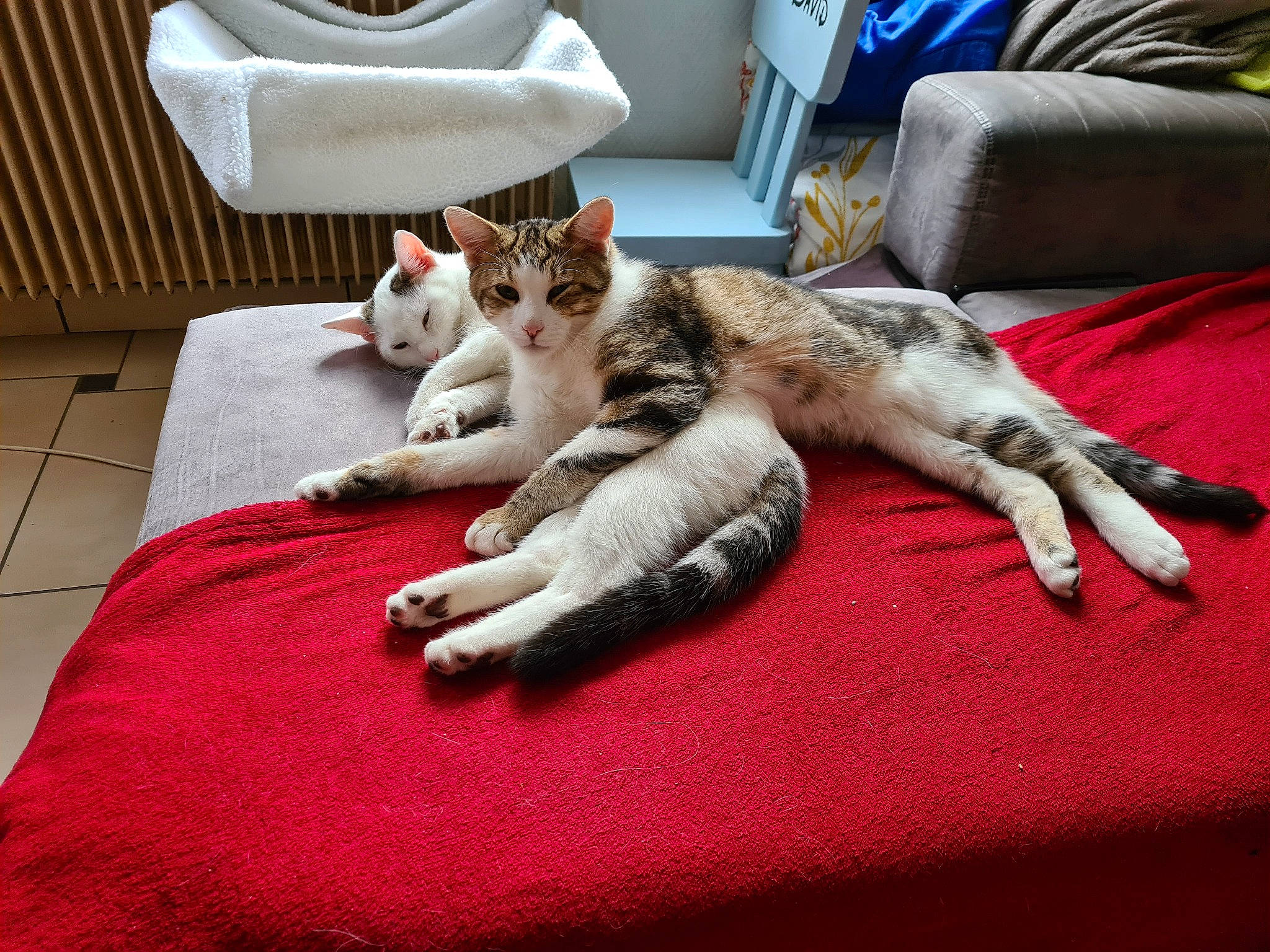 Sandy a rejoint le concours — aidez-le/la à gagner de superbes lots ! bedding, canidae, carnivore, cat, comfort, couch, domestic_short_haired_cat, fawn, felidae, fur, grey, linens, mammal, paw, small_to_medium_sized_cats, tail, textile, vertebrate, whiskers, wood