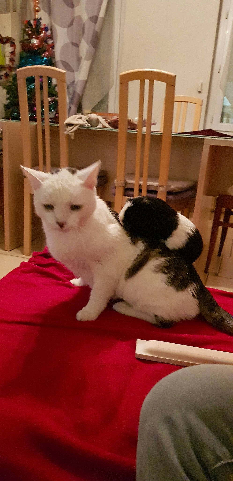 Eliote a rejoint le concours — aidez-le/la à gagner de superbes lots ! asian, carnivore, cat, domestic_short_haired_cat, felidae, fur, japanese_bobtail, kitten, mammal, polydactyl_cat, small_to_medium_sized_cats, tail, turkish_van, whiskers