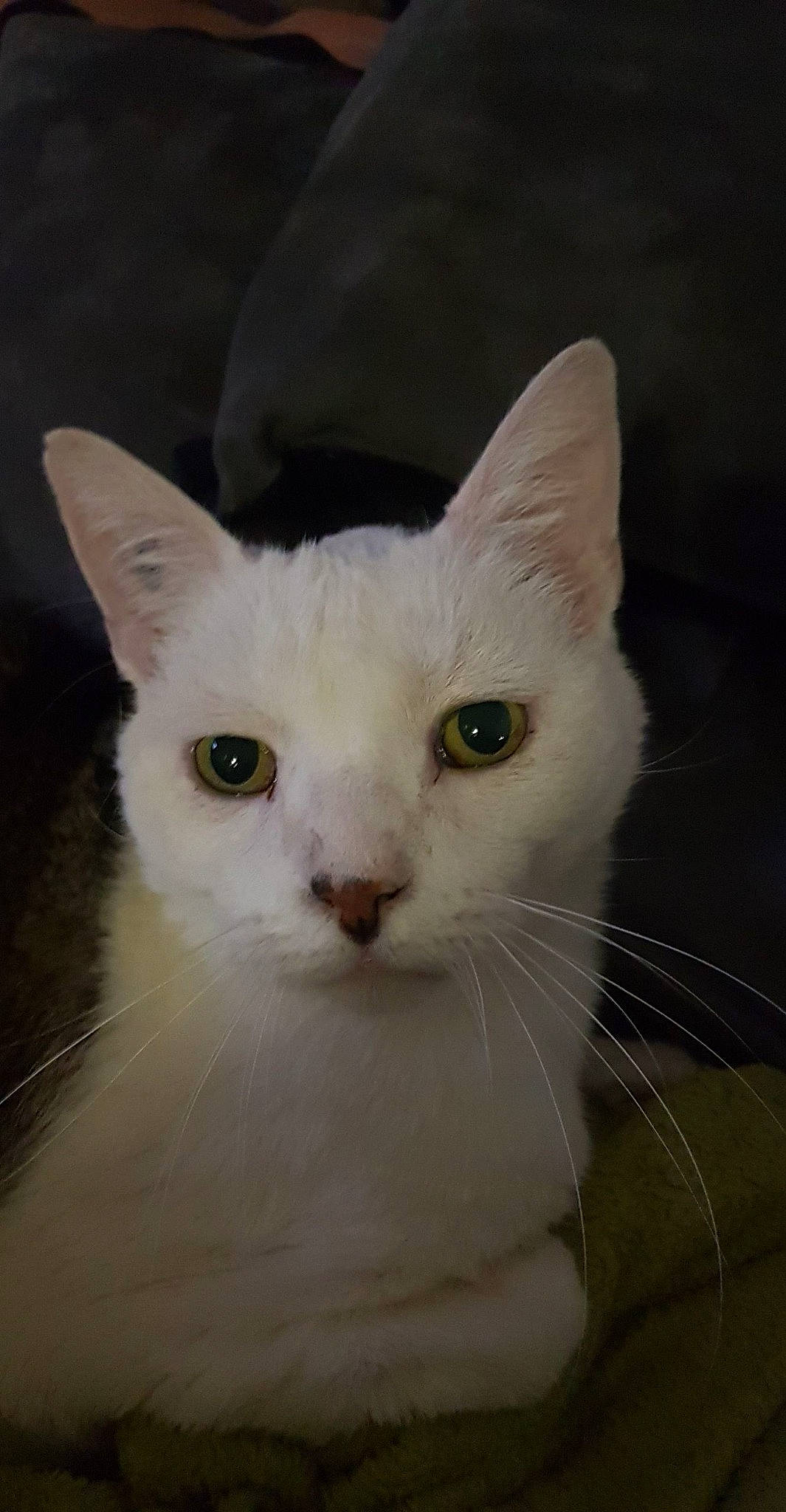 Eliote participe au concours pour gagner de l'argent avec cette photo : aegean_cat, burmilla, carnivore, cat, colorpoint_shorthair, domestic_short_haired_cat, ear, eye, felidae, head, khao_manee, kitten, mammal, nose, small_to_medium_sized_cats, turkish_angora, turkish_van, vertebrate, whiskers, white