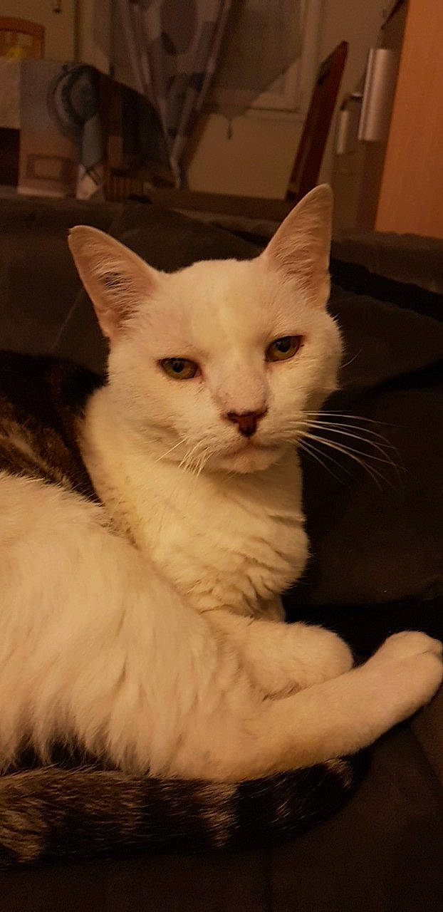 Eliote a rejoint le concours — aidez-le/la à gagner de superbes lots ! asian, burmilla, carnivore, cat, colorpoint_shorthair, domestic_long_haired_cat, domestic_short_haired_cat, felidae, javanese, khao_manee, kitten, mammal, ojos_azules, oriental_longhair, ragdoll, small_to_medium_sized_cats, turkish_angora, turkish_van, vertebrate, whiskers