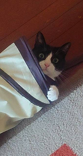 Sarah a rejoint le concours — aidez-le/la à gagner de superbes lots ! carnivore, cat, domestic_short_haired_cat, ear, felidae, kitten, polydactyl_cat, small_to_medium_sized_cats, tail, whiskers