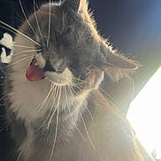 Sylive is registered to the contest to win money with this photo: cat, tuxedo_cat, fluffy, feline, pet, animal, whiskers, tongue, grooming, licking, ears, fur, black_and_white, close_up, portrait, backlighting, sunlight, dramatic_lighting, indoor, sitting