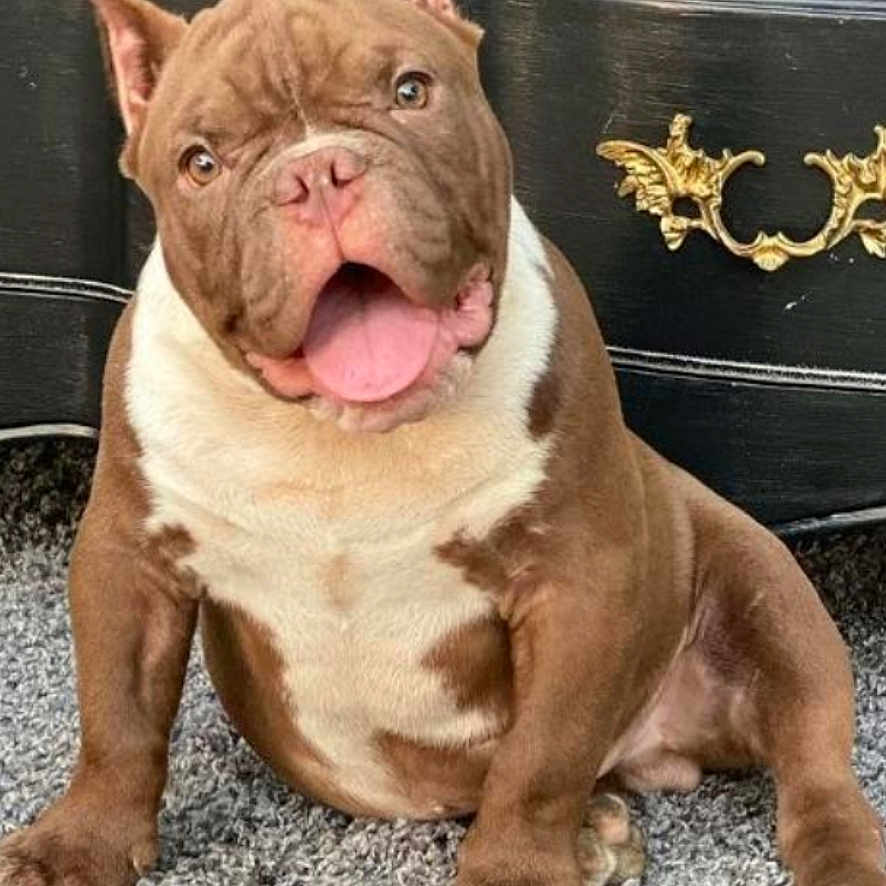 Loyal Garcia is registered to the contest to win money with this photo: animal, brown, canine, carpet, cute, dog, domestic_animal, dresser, floor, furniture, golden_handles, happy, indoor, looking_at_camera, muscular, pet, portrait, sitting, tongue_out, white