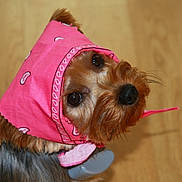 Angel is registered to the contest to win money with this photo: animal, bandana, black, brown, close_up, companion, curious, cute, dog, domestic_animal, floor, fur, headwear, indoor, looking_up, mammal, pet, pink, portrait, small_dog