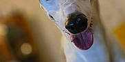 Sally is registered to the contest to win money with this photo: animal, blurred_background, canine, closeup, cute, dog, domestic, ears, friendly, fur, happy, indoor, light, looking_at_camera, mammal, pet, portrait, smiling, tongue_out, whippet