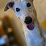 dog, pet, indoor, happy, tongue_out, closeup, ears, canine, animal, friendly, blurred_background, light, portrait, smiling, domestic, fur, cute, mammal, looking_at_camera, whippet
