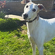 Sally joined the competition — help win amazing prizes! dog, white_dog, pet, collar, grass, sunlight, backyard, fence, lattice, outdoor, canine, curious, head_tilt, animal, nature, daylight, mammal, portrait, friendly, garden