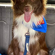 Yeti is registered to the contest to win money with this photo: dog, brown_dog, white_fur, superman_cape, blue_cape, tongue_out, pet, animal, leash, sitting, blanket, purple_blanket, blue_blanket, vehicle_interior, happy, fur, ears, snout, front_paws, indoor