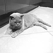 Dido a rejoint le concours — aidez-le/la à gagner de superbes lots ! black, black_and_white, british_shorthair, carnivoran, cat, cat_like_mammal, chartreux, domestic_short_haired_cat, kitten, mammal, monochrome, monochrome_photography, paw, small_to_medium_sized_cats, snout, whiskers