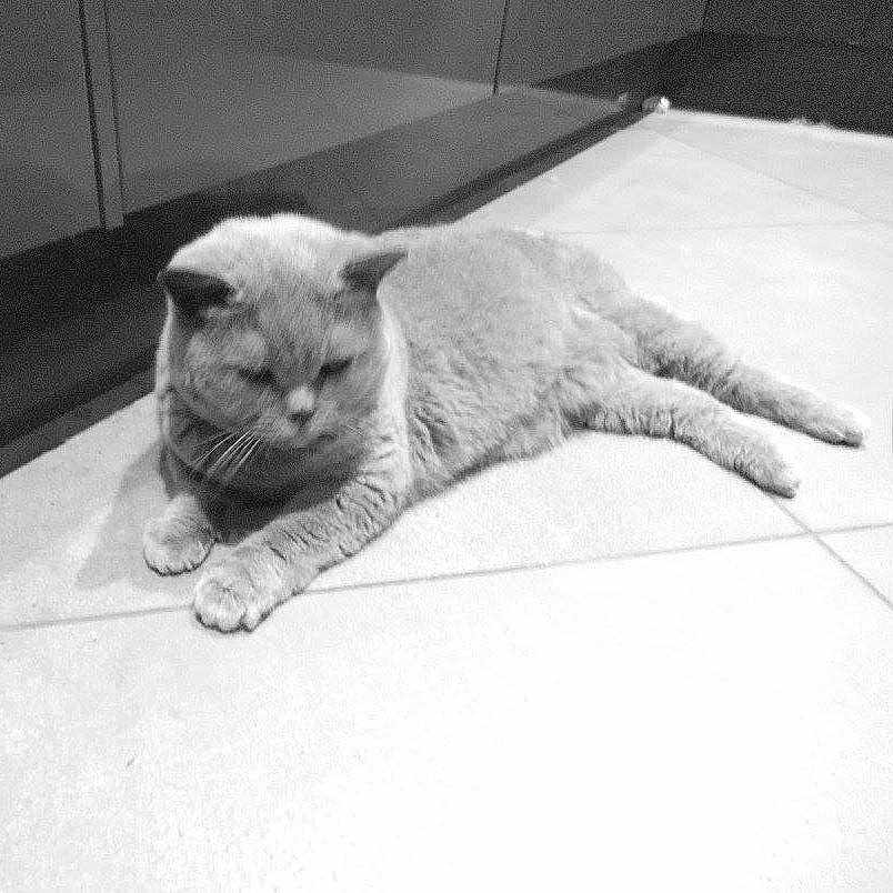 Dido