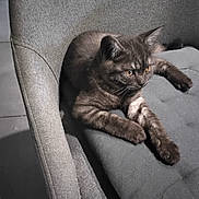 Gysmo a rejoint le concours — aidez-le/la à gagner de superbes lots ! cat, kitten, black_cat, gray_fur, feline, pet, animal, lounging, sitting, lying_down, stretched_paws, amber_eyes, whiskers, ears, fur, armchair, couch, indoor, tile_floor, portrait