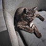 cat, kitten, black_cat, gray_fur, feline, pet, animal, lounging, sitting, lying_down, stretched_paws, amber_eyes, whiskers, ears, fur, armchair, couch, indoor, tile_floor, portrait