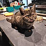 cat, kitten, gray_fur, golden_eyes, tongue_out, sitting, indoor, kitchen, countertop, pet, animal, whiskers, ears, food_bowl, cat_food, crumbs, household, table, portrait, funny