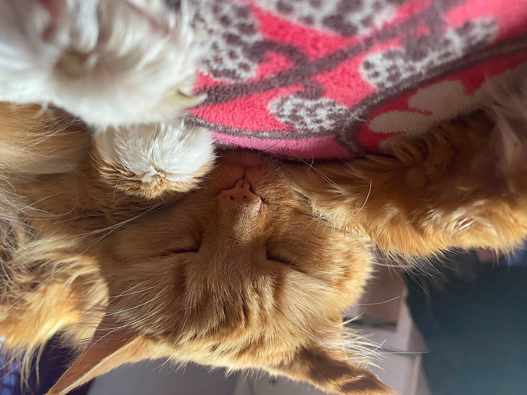 Pumpkin is registered to the contest to win money with this photo: cap, carnivore, cat, cloud, companion_dog, dog_breed, ear, fawn, felidae, fur, headgear, human_leg, paw, plant, small_to_medium_sized_cats, snout, tail, textile, tree, whiskers